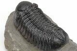 Detailed Morocops Trilobite - Very Large For Species #230484-4